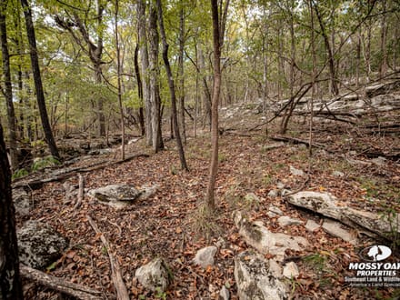 Gurley 40 Acre Tract - Madison County, AL