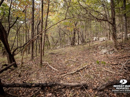 Gurley 40 Acre Tract - Madison County, AL
