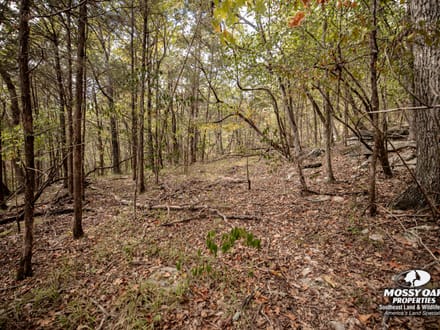 Gurley 40 Acre Tract - Madison County, AL