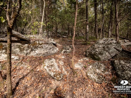 Gurley 40 Acre Tract - Madison County, AL