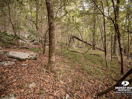 Gurley 40 Acre Tract - Madison County, AL