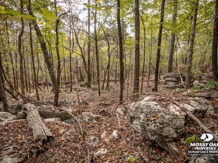 Gurley 40 Acre Tract - Madison County, AL