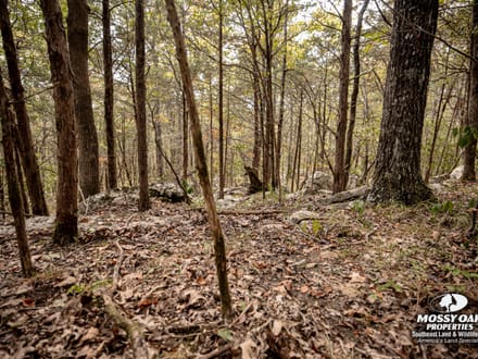 Gurley 40 Acre Tract - Madison County, AL