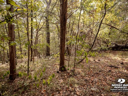 Gurley 40 Acre Tract - Madison County, AL