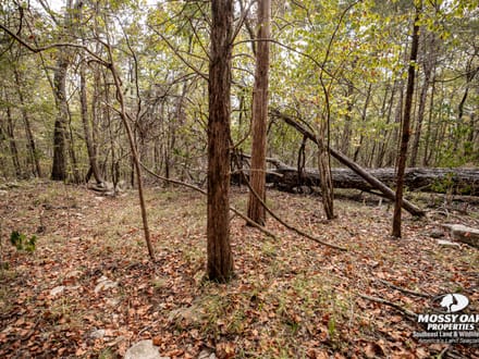 Gurley 40 Acre Tract - Madison County, AL