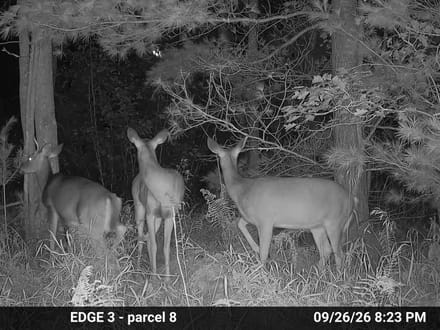 13.23+/- Acre Hunting Land Near Skidway Lake, MI