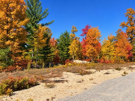 12.37+/- Acre Hunting Recreational Lot Ogemaw County MI