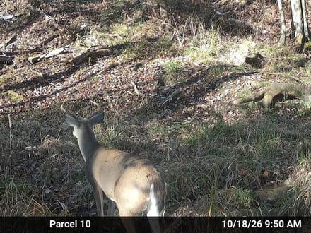 20.23+/- Acre Hunting Property in Ogemaw County MI
