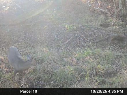 20.23+/- Acre Hunting Property in Ogemaw County MI
