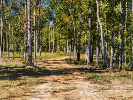 Beautiful Homesite with Acreage in Nunnelly, TN