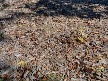 Beautiful Homesite with Acreage in Nunnelly, TN