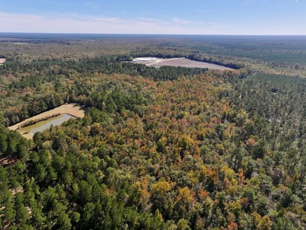 117.30 acres of Legacy Hunting & Timberland Adjoining Hofmann Forest For Sale in Jones County NC!