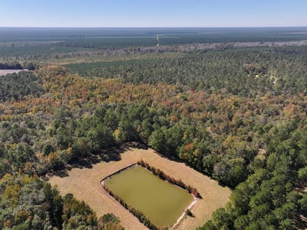 117.30 acres of Legacy Hunting & Timberland Adjoining Hofmann Forest For Sale in Jones County NC!