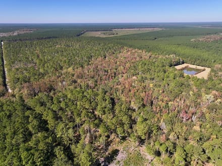 117.30 acres of Legacy Hunting & Timberland Adjoining Hofmann Forest For Sale in Jones County NC!