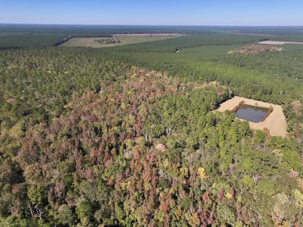 117.30 acres of Legacy Hunting & Timberland Adjoining Hofmann Forest For Sale in Jones County NC!