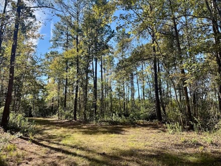 117.30 acres of Legacy Hunting & Timberland Adjoining Hofmann Forest For Sale in Jones County NC!
