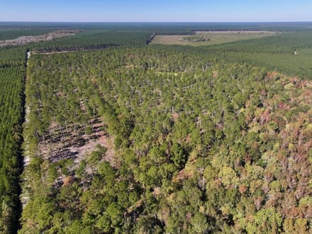 117.30 acres of Legacy Hunting & Timberland Adjoining Hofmann Forest For Sale in Jones County NC!