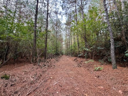 47.56± acres of Recreational and Timberland For Sale in Lenoir County, NC!