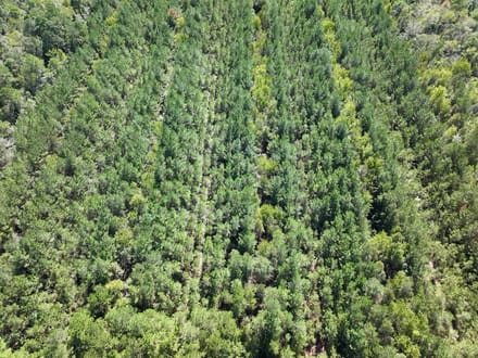 47.56± acres of Recreational and Timberland For Sale in Lenoir County, NC!