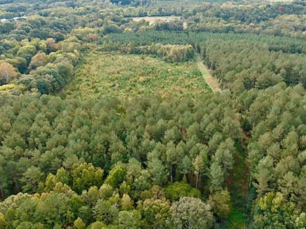 82 Acres of Recreation and Timber Land for Sale in Stanly County NC!