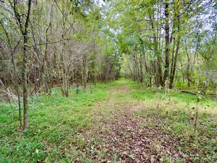 82 Acres of Recreation and Timber Land for Sale in Stanly County NC!