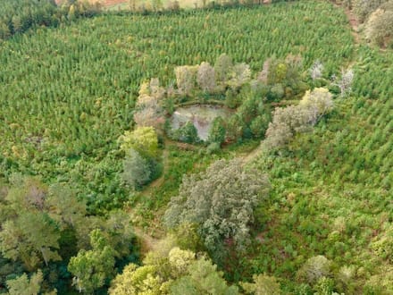 82 Acres of Recreation and Timber Land for Sale in Stanly County NC!