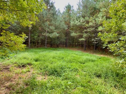 82 Acres of Recreation and Timber Land for Sale in Stanly County NC!