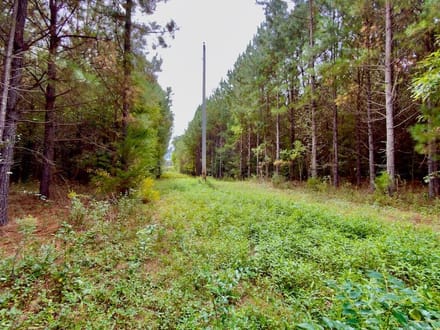 82 Acres of Recreation and Timber Land for Sale in Stanly County NC!