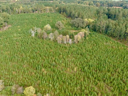 82 Acres of Recreation and Timber Land for Sale in Stanly County NC!