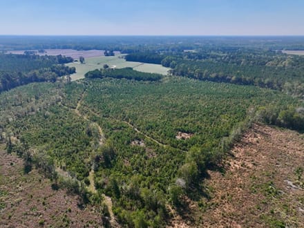 43.6 acres of Timberland for Sale in Pitt County NC!