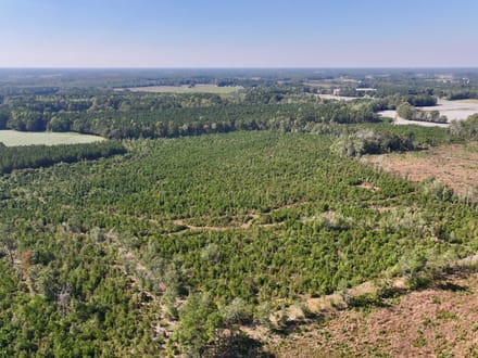 43.6 acres of Timberland for Sale in Pitt County NC!
