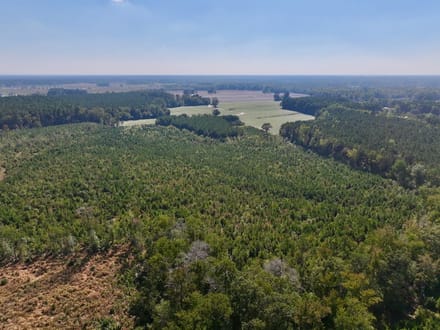 43.6 acres of Timberland for Sale in Pitt County NC!