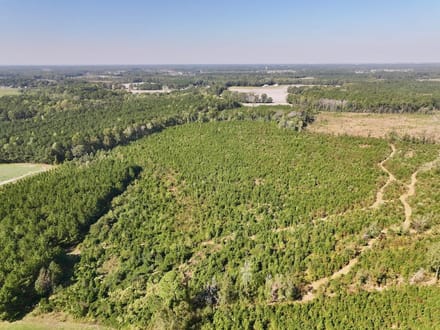 43.6 acres of Timberland for Sale in Pitt County NC!