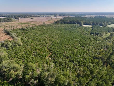 43.6 acres of Timberland for Sale in Pitt County NC!