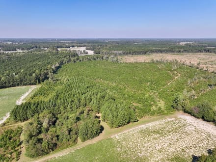 43.6 acres of Timberland for Sale in Pitt County NC!
