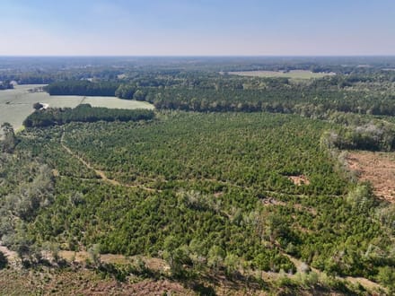 43.6 acres of Timberland for Sale in Pitt County NC!