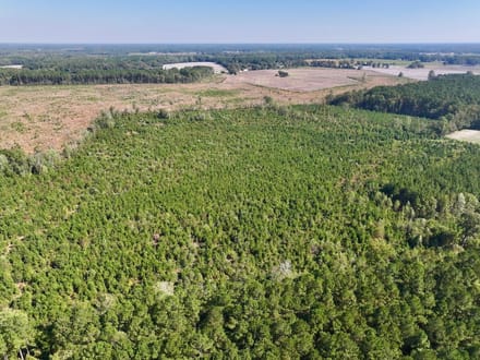 43.6 acres of Timberland for Sale in Pitt County NC!