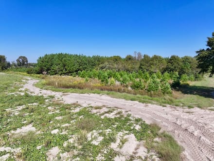 43.6 acres of Timberland for Sale in Pitt County NC!