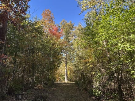 140+/- Acres of Recreational, Residential, Timber and Hunting Land For Sale in Buckingham County VA!
