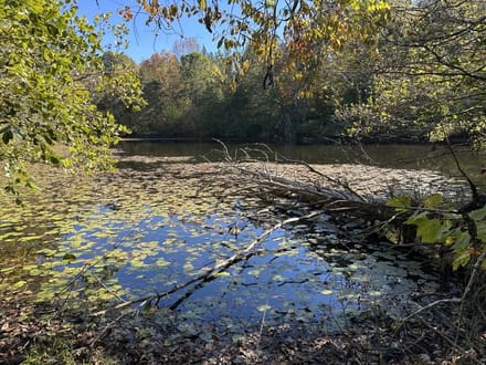 140+/- Acres of Recreational, Residential, Timber and Hunting Land For Sale in Buckingham County VA!