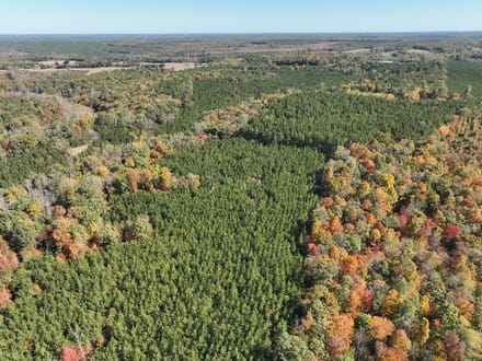 140+/- Acres of Recreational, Residential, Timber and Hunting Land For Sale in Buckingham County VA!
