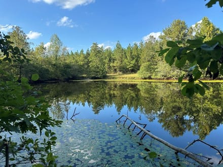 140+/- Acres of Recreational, Residential, Timber and Hunting Land For Sale in Buckingham County VA!