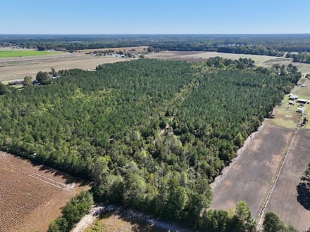 60.75 Acres of Recreational Timberland with Extensive Road Frontage For Sale in Duplin County, NC!