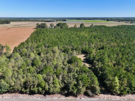 60.75 Acres of Recreational Timberland with Extensive Road Frontage For Sale in Duplin County, NC!