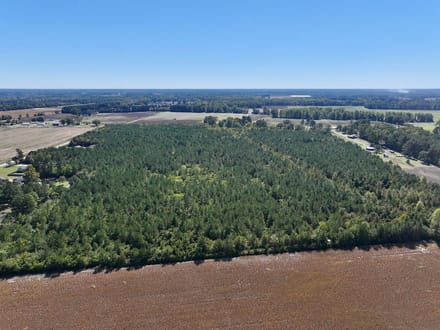 60.75 Acres of Recreational Timberland with Extensive Road Frontage For Sale in Duplin County, NC!