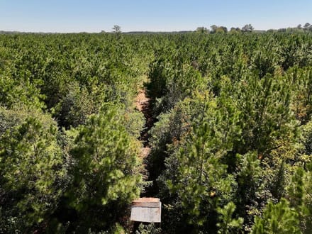 60.75 Acres of Recreational Timberland with Extensive Road Frontage For Sale in Duplin County, NC!