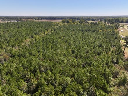 60.75 Acres of Recreational Timberland with Extensive Road Frontage For Sale in Duplin County, NC!