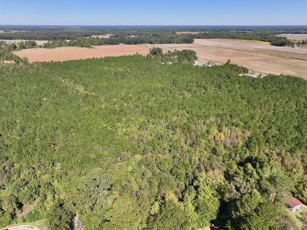 60.75 Acres of Recreational Timberland with Extensive Road Frontage For Sale in Duplin County, NC!