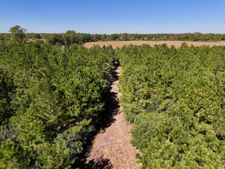 60.75 Acres of Recreational Timberland with Extensive Road Frontage For Sale in Duplin County, NC!