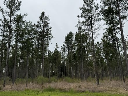 Highway 15 - Bogue Homa Tract